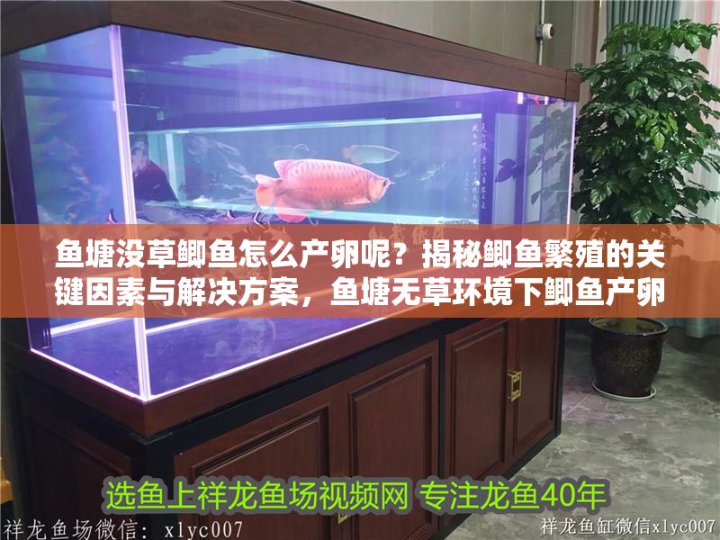 魚塘沒草鯽魚怎么產卵呢？揭秘鯽魚繁殖的關鍵因素與解決方案，魚塘無草環境下鯽魚產卵難題解析與應對策略