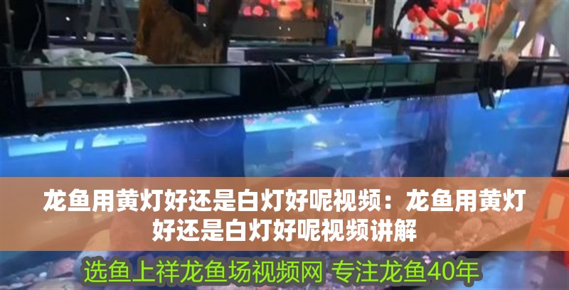 龍魚用黃燈好還是白燈好呢視頻：龍魚用黃燈好還是白燈好呢視頻講解