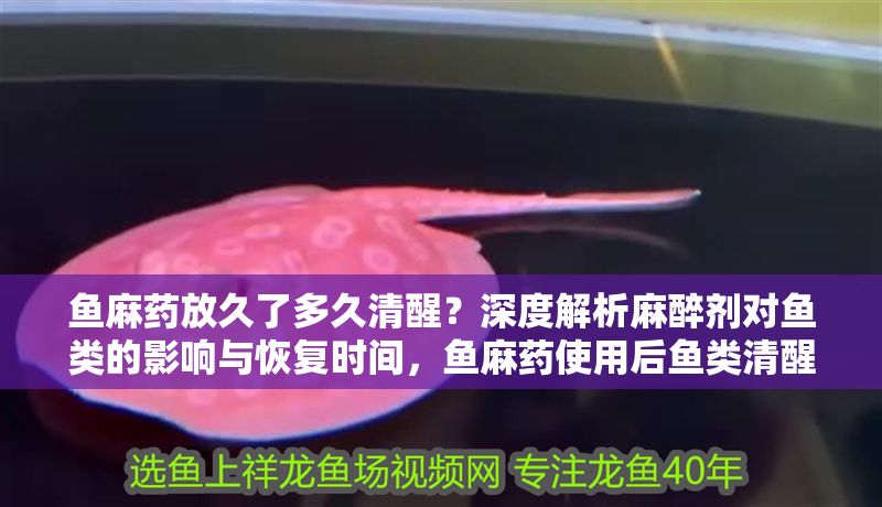 魚麻藥放久了多久清醒？深度解析麻醉劑對(duì)魚類的影響與恢復(fù)時(shí)間，魚麻藥使用后魚類清醒時(shí)間及麻醉劑影響深度解析