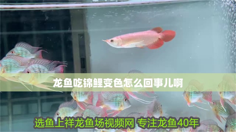 龍魚吃錦鯉變色怎么回事兒啊