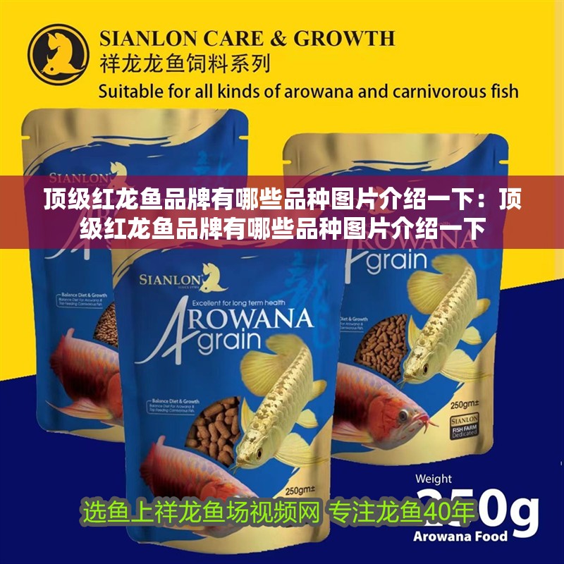 頂級紅龍魚品牌有哪些品種圖片介紹一下：頂級紅龍魚品牌有哪些品種圖片介紹一下