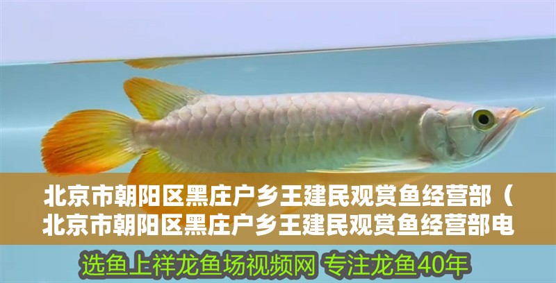北京市朝陽區黑莊戶鄉王建民觀賞魚經營部（北京市朝陽區黑莊戶鄉王建民觀賞魚經營部電話）