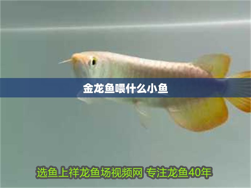 金龍魚喂什么小魚