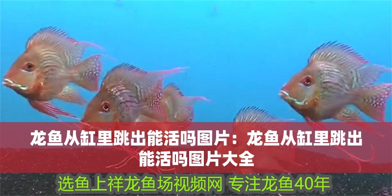 龍魚從缸里跳出能活嗎圖片:龍魚從缸里跳出能活嗎圖片大全 水族問答 龍魚從缸里跳出能活嗎圖片:龍魚從缸里跳出能活嗎圖片大全 龍魚從缸里跳出能活嗎圖片:龍魚從缸里跳出能活嗎圖片大全 水族問答