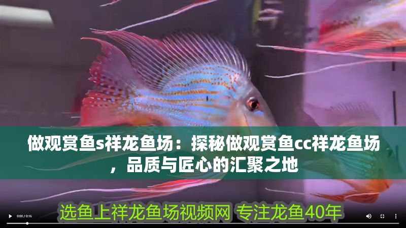 做觀賞魚s祥龍魚場：探秘做觀賞魚cc祥龍魚場，品質與匠心的匯聚之地