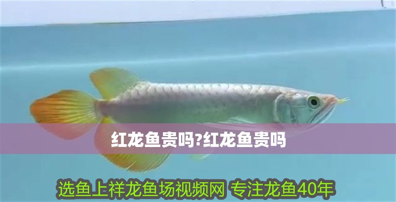 紅龍魚貴嗎?紅龍魚貴嗎