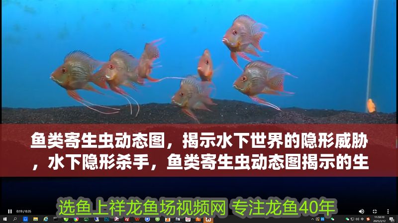 魚類寄生蟲動態圖，揭示水下世界的隱形威脅，水下隱形殺手，魚類寄生蟲動態圖揭示的生態威脅