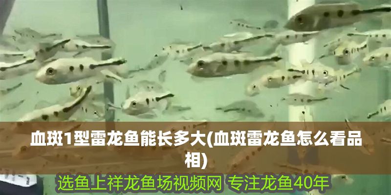 血斑1型雷龍魚能長多大(血斑雷龍魚怎么看品相)
