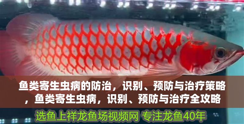 魚類寄生蟲病的防治，識別、預防與治療策略，魚類寄生蟲病，識別、預防與治療全攻略