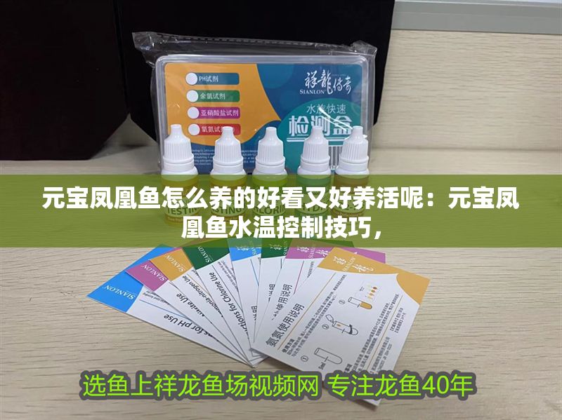 元寶鳳凰魚怎么養(yǎng)的好看又好養(yǎng)活呢：元寶鳳凰魚水溫控制技巧，