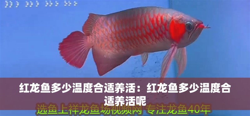 紅龍魚多少溫度合適養(yǎng)活：紅龍魚多少溫度合適養(yǎng)活呢