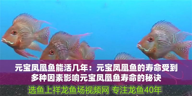元寶鳳凰魚能活幾年：元寶鳳凰魚的壽命受到多種因素影響元寶鳳凰魚壽命的秘訣