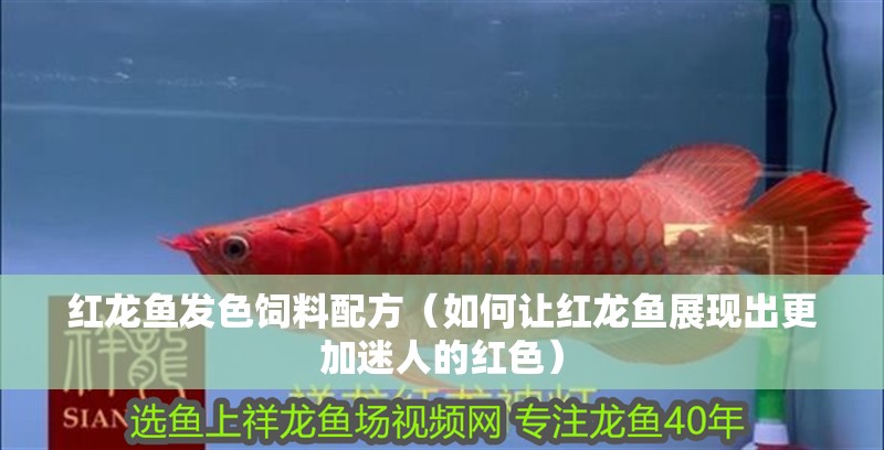 紅龍魚發色飼料配方（如何讓紅龍魚展現出更加迷人的紅色）