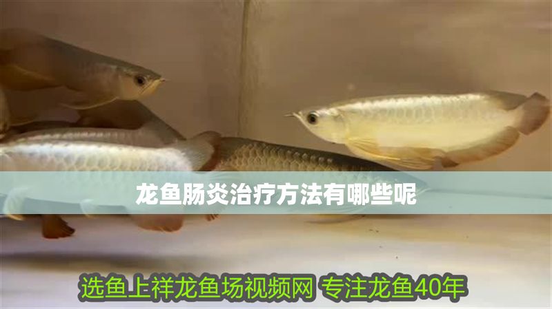 龍魚腸炎治療方法有哪些呢