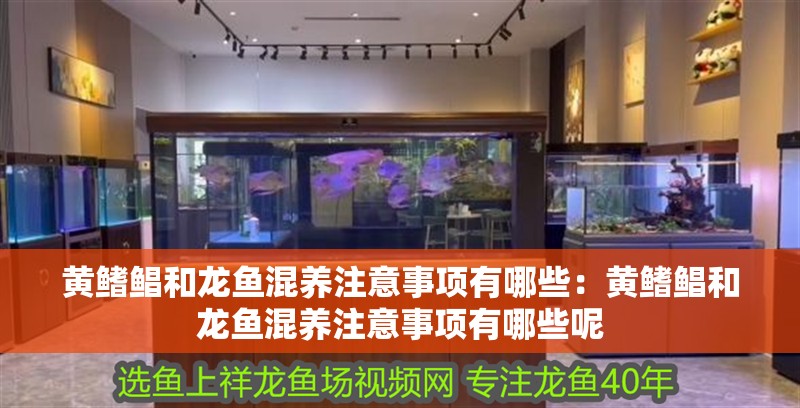 黃鰭鯧和龍魚混養注意事項有哪些：黃鰭鯧和龍魚混養注意事項有哪些呢