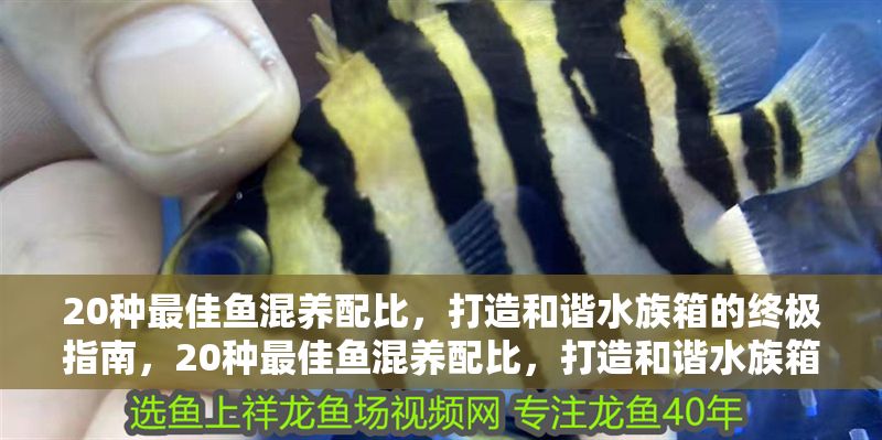 20種最佳魚混養配比，打造和諧水族箱的終極指南，20種最佳魚混養配比，打造和諧水族箱的終極指南