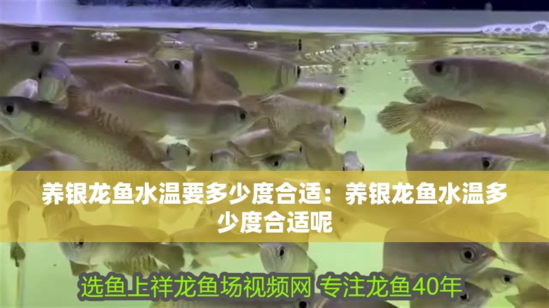 養(yǎng)銀龍魚水溫要多少度合適：養(yǎng)銀龍魚水溫多少度合適呢