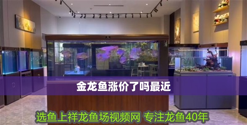 金龍魚漲價了嗎最近