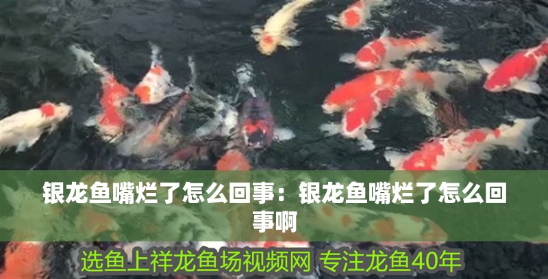 銀龍魚嘴爛了怎么回事：銀龍魚嘴爛了怎么回事啊