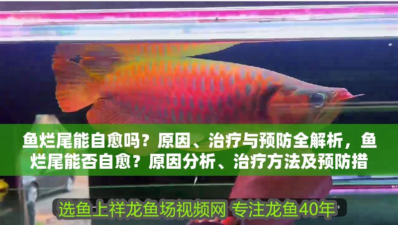 魚爛尾能自愈嗎？原因、治療與預防全解析，魚爛尾能否自愈？原因分析、治療方法及預防措施全指南