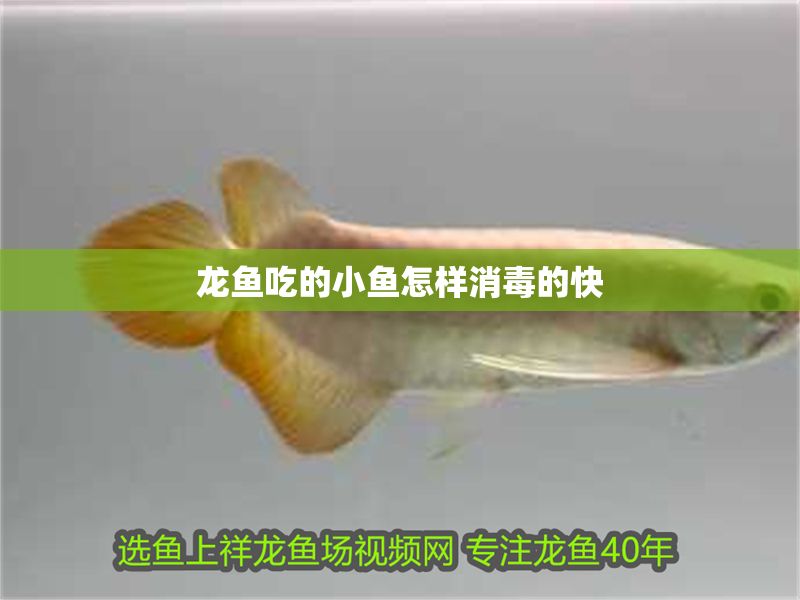 龍魚吃的小魚怎樣消毒的快