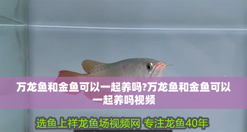萬龍魚和金魚可以一起養嗎?萬龍魚和金魚可以一起養嗎視頻