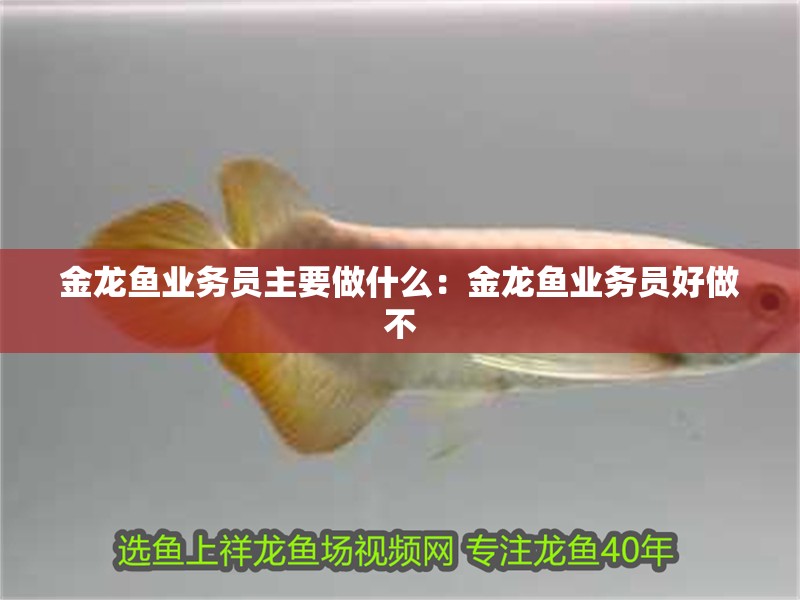 金龍魚業(yè)務(wù)員主要做什么：金龍魚業(yè)務(wù)員好做不