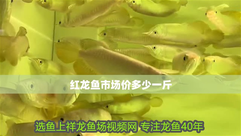 紅龍魚市場價多少一斤