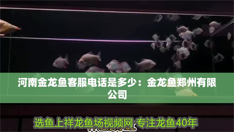 河南金龍魚客服電話是多少：金龍魚鄭州有限公司