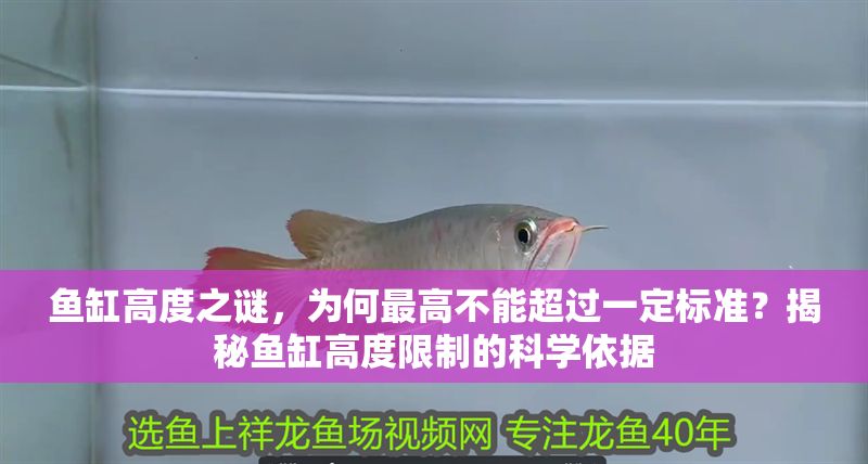 魚缸高度之謎，為何最高不能超過一定標準？揭秘魚缸高度限制的科學依據