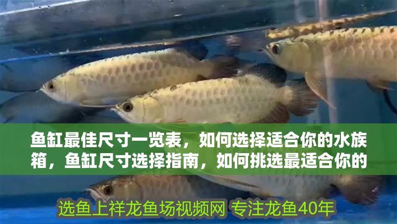 魚缸最佳尺寸一覽表，如何選擇適合你的水族箱，魚缸尺寸選擇指南，如何挑選最適合你的水族箱