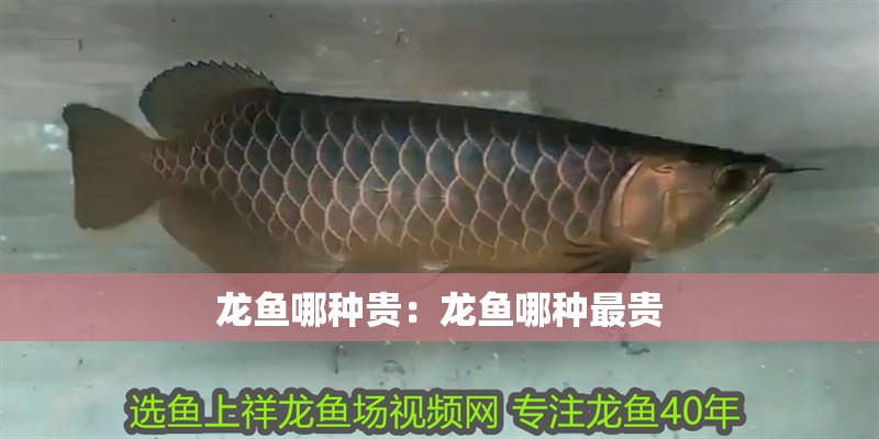 龍魚(yú)哪種貴：龍魚(yú)哪種最貴