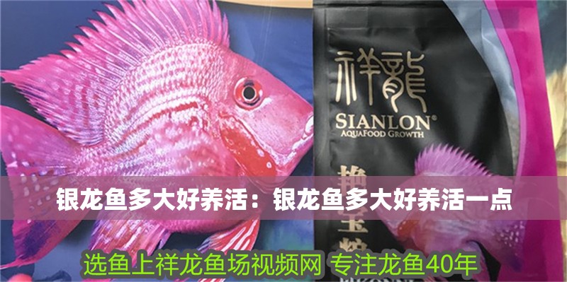 銀龍魚多大好養活：銀龍魚多大好養活一點