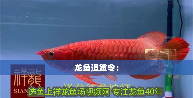 龍魚追鯊令：