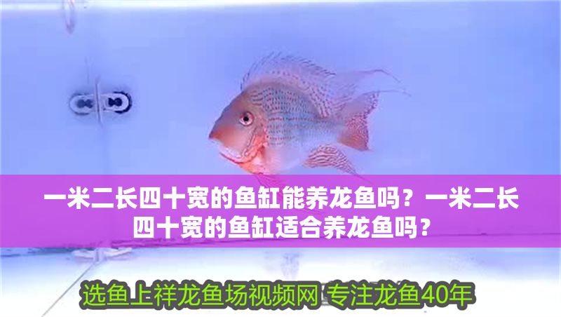 一米二長四十寬的魚缸能養(yǎng)龍魚嗎？一米二長四十寬的魚缸適合養(yǎng)龍魚嗎？