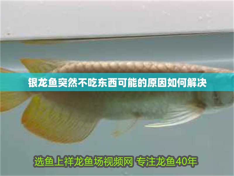 銀龍魚突然不吃東西可能的原因如何解決