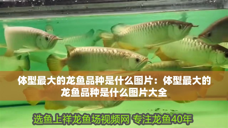 體型最大的龍魚品種是什么圖片：體型最大的龍魚品種是什么圖片大全