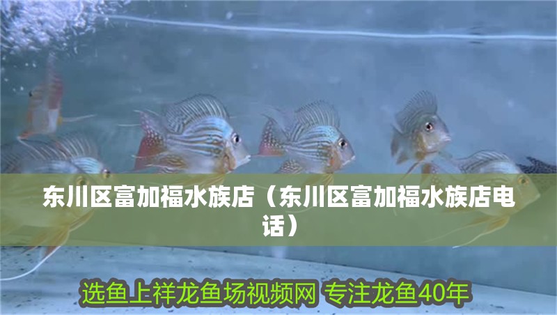 東川區富加福水族店（東川區富加福水族店電話）