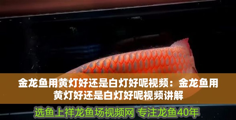 金龍魚用黃燈好還是白燈好呢視頻：金龍魚用黃燈好還是白燈好呢視頻講解