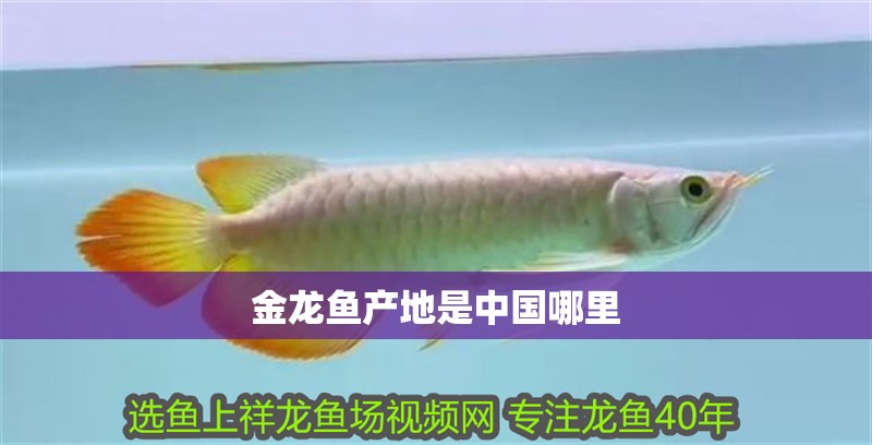 金龍魚產(chǎn)地是中國哪里