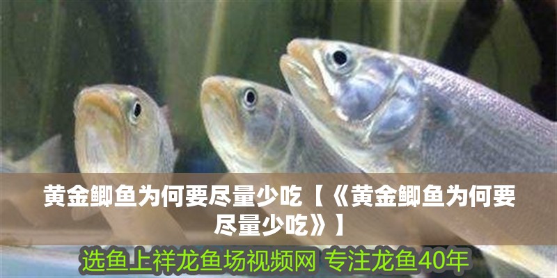 黃金鯽魚為何要盡量少吃【《黃金鯽魚為何要盡量少吃》】