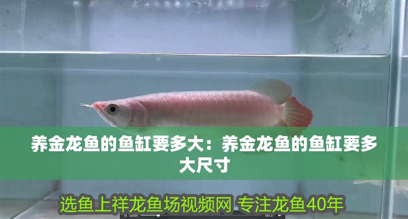 養金龍魚的魚缸要多大：養金龍魚的魚缸要多大尺寸