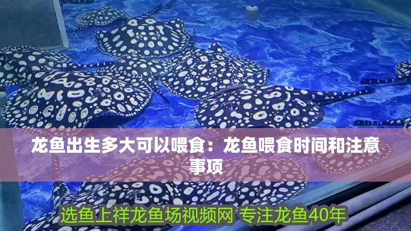 龍魚出生多大可以喂食：龍魚喂食時間和注意事項
