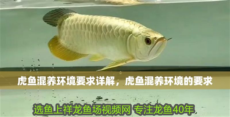 虎魚混養環境要求詳解，虎魚混養環境的要求 虎魚混養環境要求詳解，虎魚混養環境的要求 虎魚百科 第2張