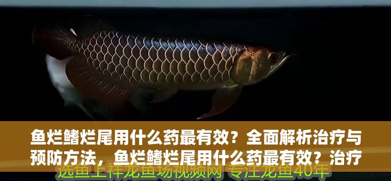 魚爛鰭爛尾用什么藥最有效？全面解析治療與預防方法，魚爛鰭爛尾用什么藥最有效？治療與預防全攻略