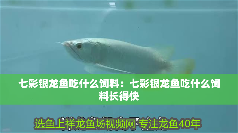 七彩銀龍魚吃什么飼料：七彩銀龍魚吃什么飼料長得快