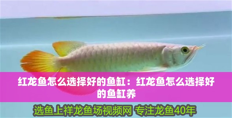 紅龍魚怎么選擇好的魚缸：紅龍魚怎么選擇好的魚缸養