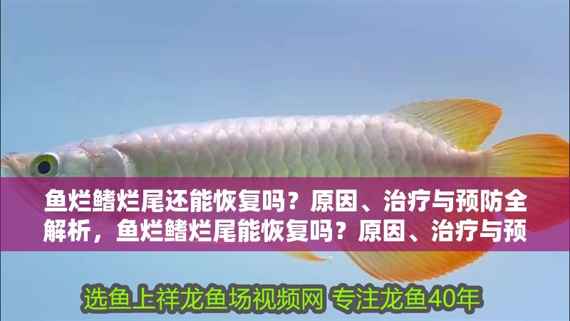 魚爛鰭爛尾還能恢復(fù)嗎？原因、治療與預(yù)防全解析，魚爛鰭爛尾能恢復(fù)嗎？原因、治療與預(yù)防全指南