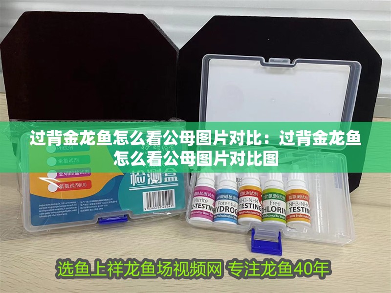 過背金龍魚怎么看公母圖片對比：過背金龍魚怎么看公母圖片對比圖