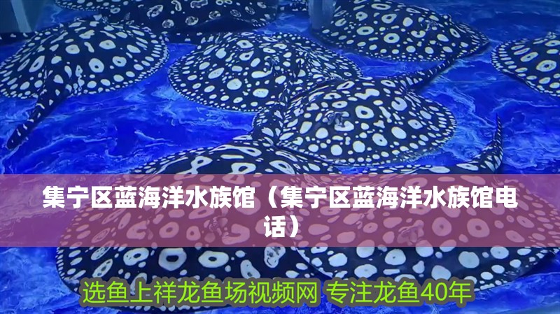 集寧區藍海洋水族館（集寧區藍海洋水族館電話）